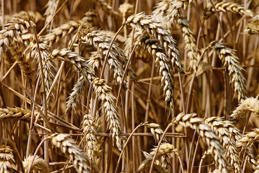 Céréales et autres
